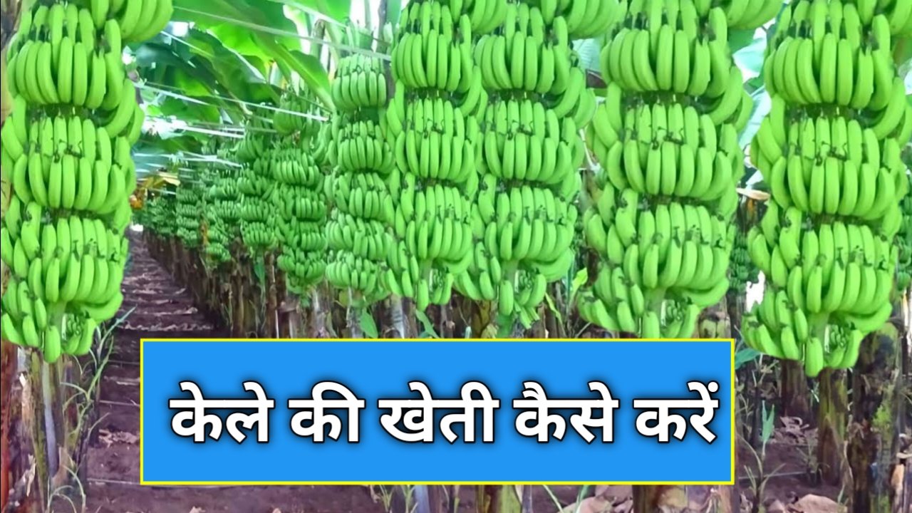 Kela Ki Kheti Kaise Karen: केले की खेती कैसे करें